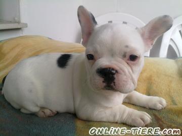Biete Franz&ouml;sische Bulldogge