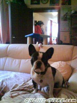 Biete Franz&ouml;sische Bulldogge