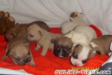 Biete Franz&ouml;sische Bulldogge