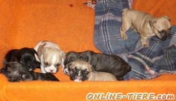 Biete Franz&ouml;sische Bulldogge