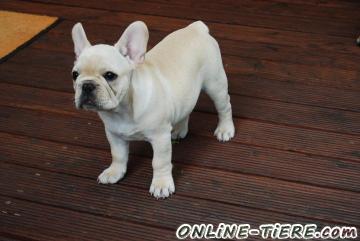 Biete Franz&ouml;sische Bulldogge