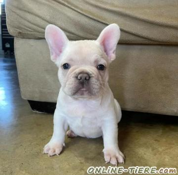 Biete Franz&ouml;sische Bulldoggen mit papiere