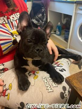 Biete Franz&ouml;sische Bulldoggen Welpen..,