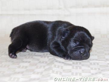 Biete Franz&ouml;sische Bulldoggen