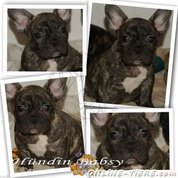 Biete Franz&ouml;sische Bulldoggen