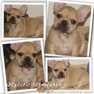 Biete Franz&ouml;sische Bulldoggen