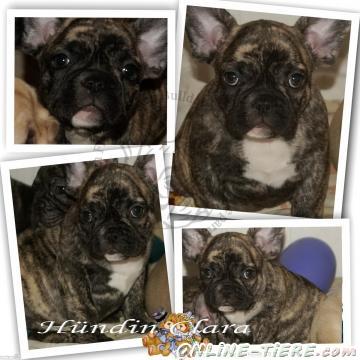 Biete Franz&ouml;sische Bulldoggen