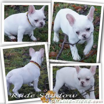 Biete Franz&ouml;sische Bulldoggen