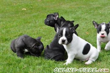 Biete Franz&ouml;sische Bulldoggen