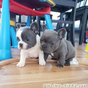 Biete Franz&ouml;sische Bulldoggen