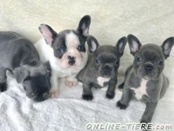 Biete Franz&ouml;sische Bulldoggen