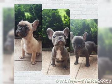 Biete Franz&ouml;sische Bulldoggen