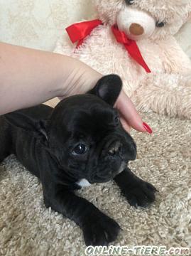 Biete Franz&ouml;sische Bulldoggen