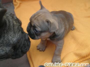 Biete Franz&ouml;sische Bulldoggen