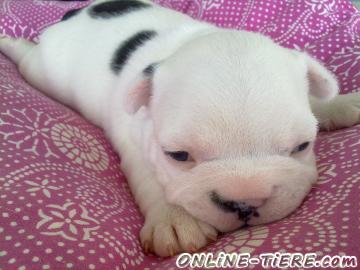 Biete Franz&ouml;sische Bulldoggen