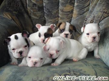 Biete Franz&ouml;sische Bulldoggen