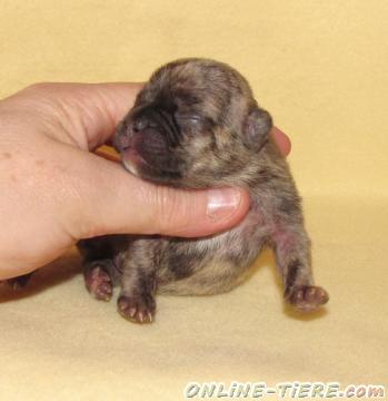 Biete Franz&ouml;sische Bulldoggen