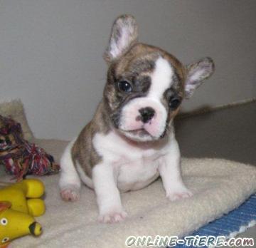 Biete Franz&ouml;sische Bulldoggen