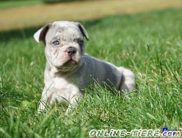 Biete Franz&ouml;sische Bullis