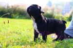 Biete French Bulldog, Franzsische Bulldogge, Bulldogge