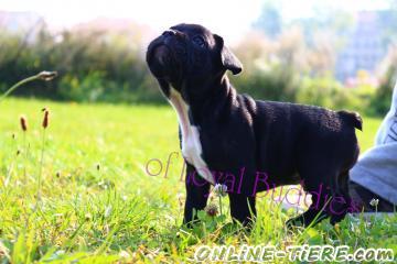 Biete French Bulldog, Franz&ouml;sische Bulldogge, Bulldogge
