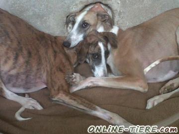 Biete Galgo