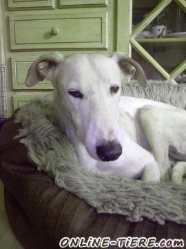 Biete Galgo