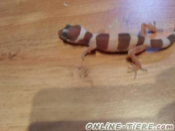 Biete Geckos