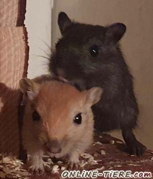 Biete Gerbil, W&uuml;stenrennm&auml;use, Rennm&auml;use