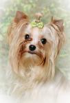 Biete Golddust Yorkshire Terrier