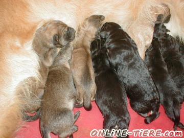 Biete Golden Retriever,Weisser Sch&auml;ferhund