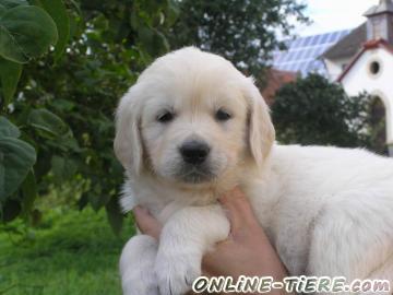 Biete Golden Retriever Welpen