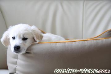 Biete Golden Retriever Welpen