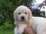 Biete Golden Retriever Welpen