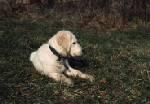 Biete Golden Retriever