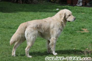 Biete Golden Retriever