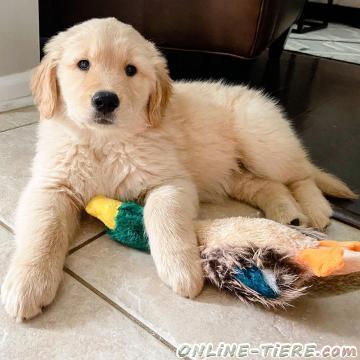 Biete Golden retriever