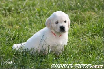 Biete Golden Retriever