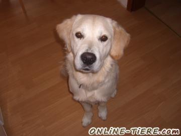 Biete Golden Retriever