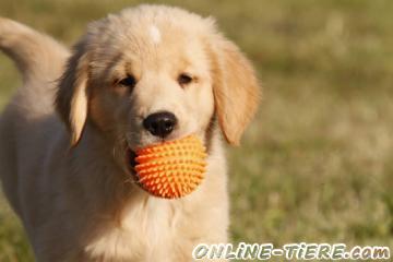 Biete Golden Retriever