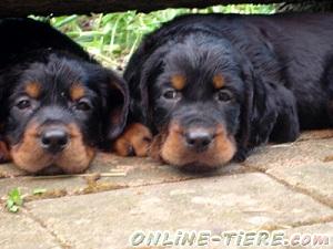 Biete Gordon Setter