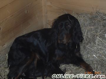 Biete Gordon Setter