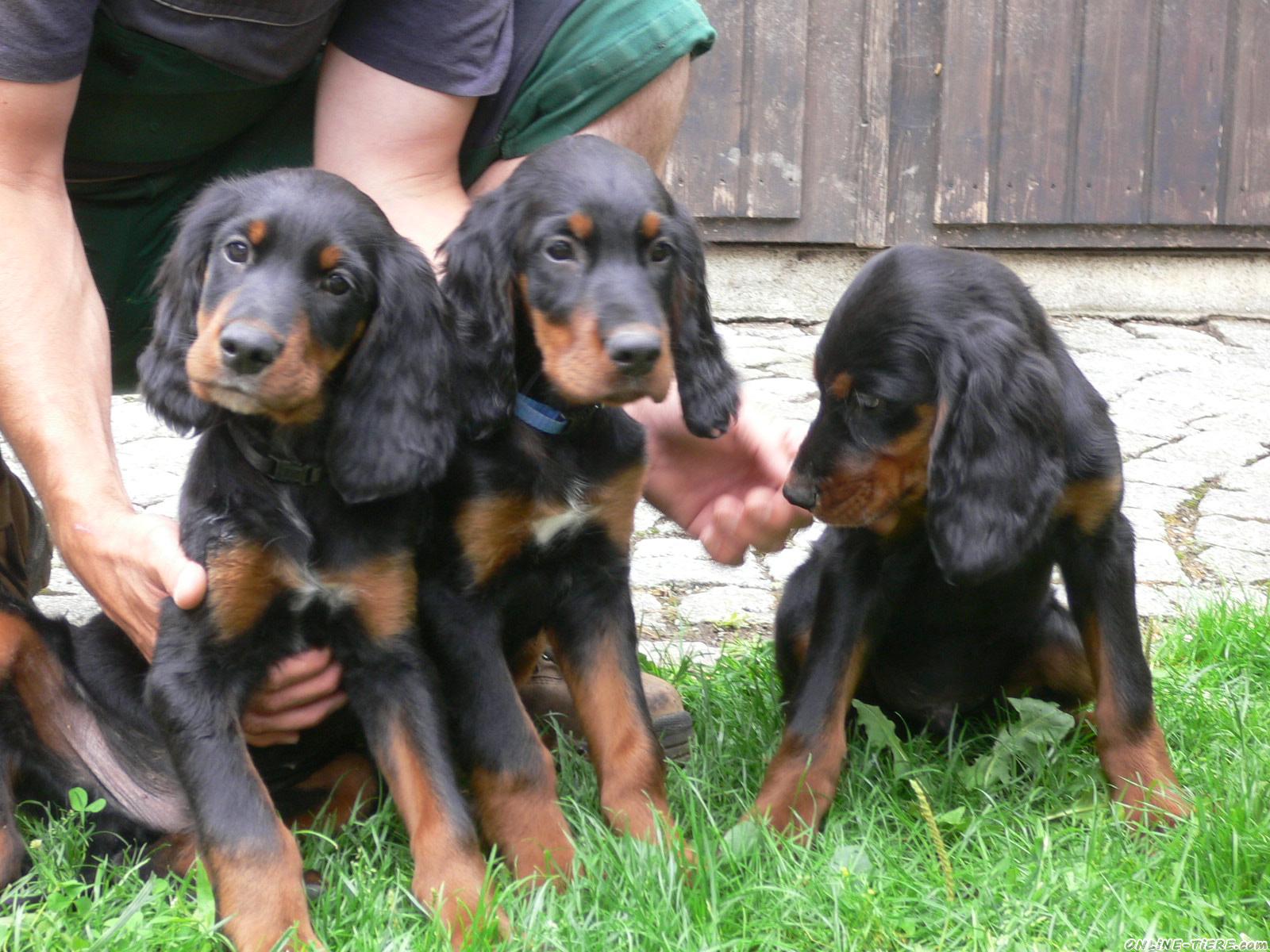 Three cute Gordon Setter puppies playing with their owner