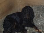 Biete Gordon Setter