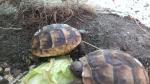 Biete Griechische Landschildkrte, Maurische Landschildkrte