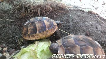 Biete Griechische Landschildkr&ouml;te, Maurische Landschildkr&ouml;te