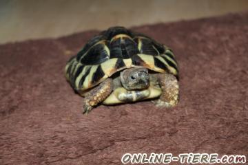 Biete Griechische Landschildkr&ouml;te