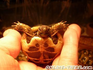 Biete Griechische Landschildkr&ouml;ten, Dalmatische Landschildkr&ouml;ten