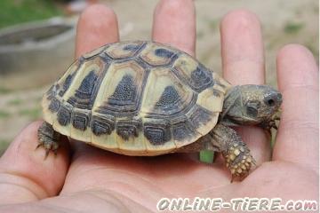 Biete Griechische Landschildkr&ouml;ten