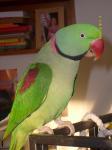Biete Gro�er Alexandersittich